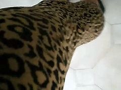jessykyna crossdresser leopard leggings