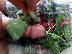 Stinging Nettle and Mohair Masturbation 5