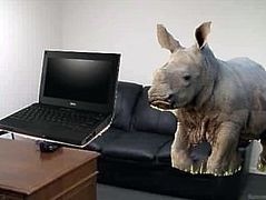 School Laptops Get Destroyed By Adopted Rhino