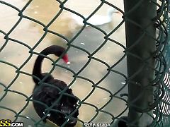 Blonde makes a dirty dream of never-ending cock sucking a reality