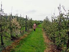 Saucy MILF's Naked Walk Through an Apple Orchard